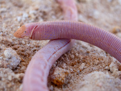 Dumeril's Worm Lizard photo 1