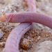 Dumeril's Worm Lizard - Photo (c) Rafael M R Serra, some rights reserved (CC BY), uploaded by Rafael M R Serra
