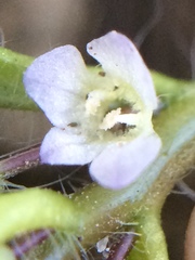 Veronica sublobata