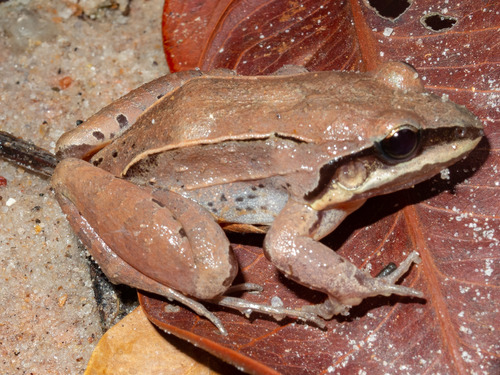 Amazonian White-lipped Frog, Leptodactylus mystaceus