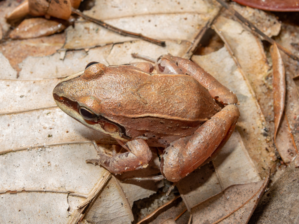Basin White-lipped Frog