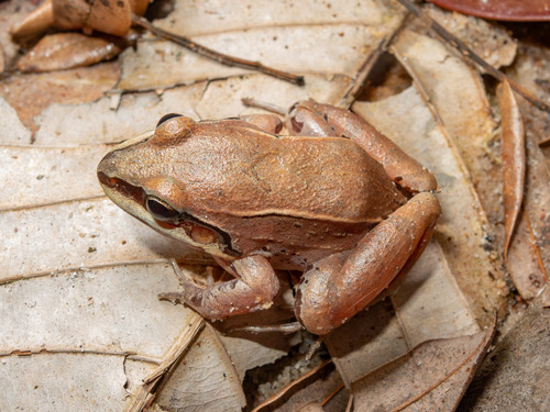Basin White-lipped Frog