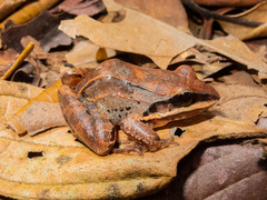 Leptodactylus mystaceus