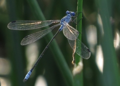 Lestes macrostigma