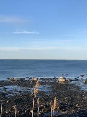 Phoca vitulina