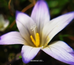 Romulea bulbocodium bulbocodium