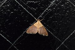 Agrotera posticalis