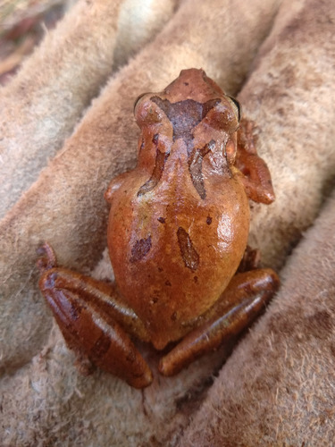 Maracas Snouted Treefrog, Scinax eurydice