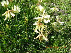 Trifolium polyphyllum
