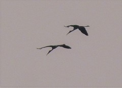 Mycteria leucocephala