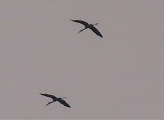 Mycteria leucocephala