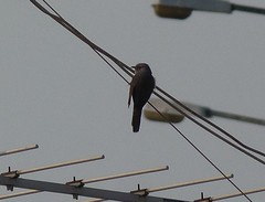 Cacomantis merulinus