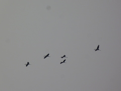 Mycteria leucocephala