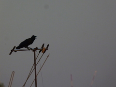 Corvus macrorhynchos