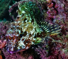 Sebastiscus marmoratus