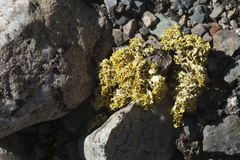 Vulpicida juniperinus