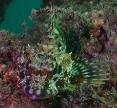 Sebastiscus marmoratus