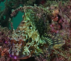 Sebastiscus marmoratus