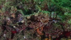 Sebastiscus marmoratus