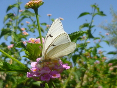 Lepidoptera