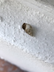 Bulimulus guadalupensis