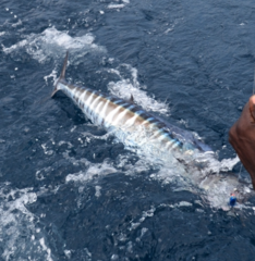 Acanthocybium solandri