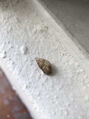 Bulimulus guadalupensis