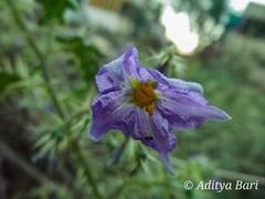 Solanum virginianum