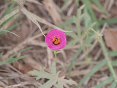 Modiolastrum gilliesii