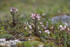 Pedicularis hirsuta