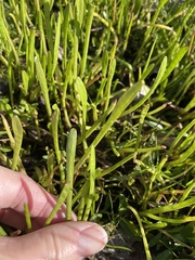 Lilaeopsis carolinensis