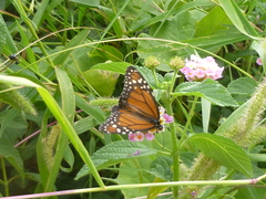 Danaus erippus