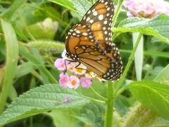 Danaus erippus
