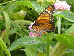 Danaus erippus