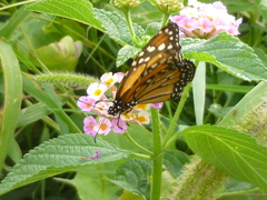Danaus erippus