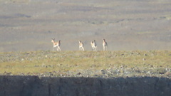 Gazella subgutturosa