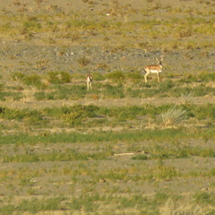 Gazella subgutturosa