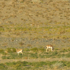 Gazella subgutturosa