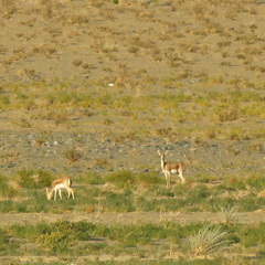 Gazella subgutturosa