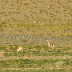 Gazella subgutturosa