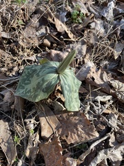 Trillium cuneatum