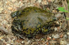 Dermatonotus muelleri