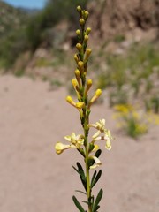 Dipyrena glaberrima