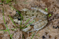 Leptodactylus vastus