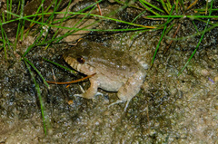 Leptodactylus vastus