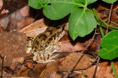 Leptodactylus troglodytes