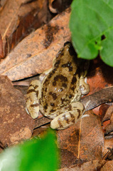 Leptodactylus troglodytes