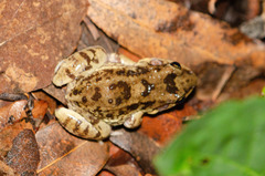 Leptodactylus troglodytes