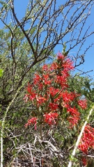 Tristerix verticillatus