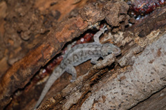 Phyllopezus pollicaris